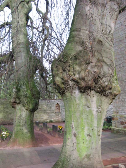 Bild 3 von 2 Trauerbuchen vor der Conraduskapelle